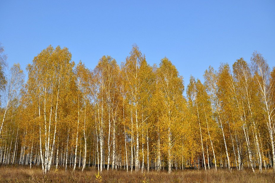 березовая роща осень фото