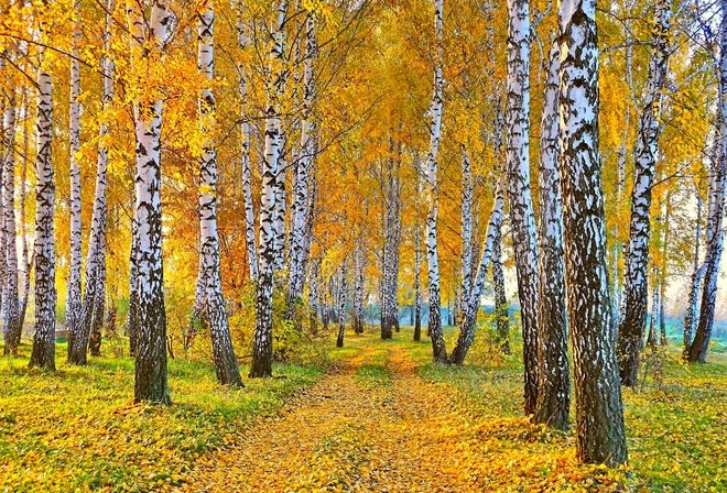 березовая роща осенью картинки фото