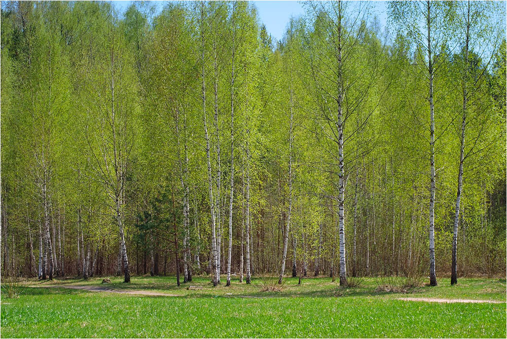 березовая роща весной фото