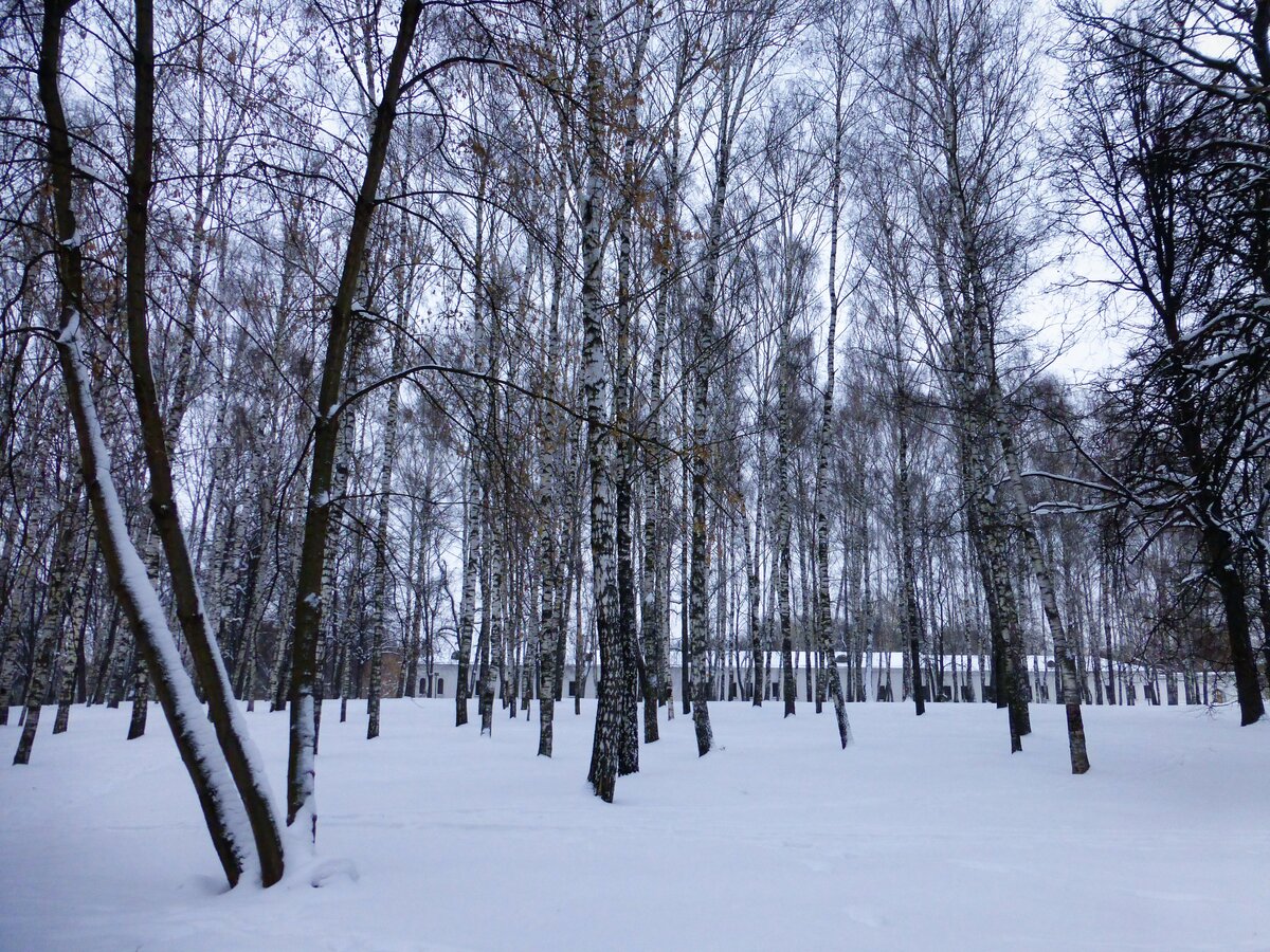 березовая роща зимой фото