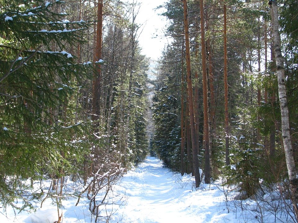 березово сосновый лес фото