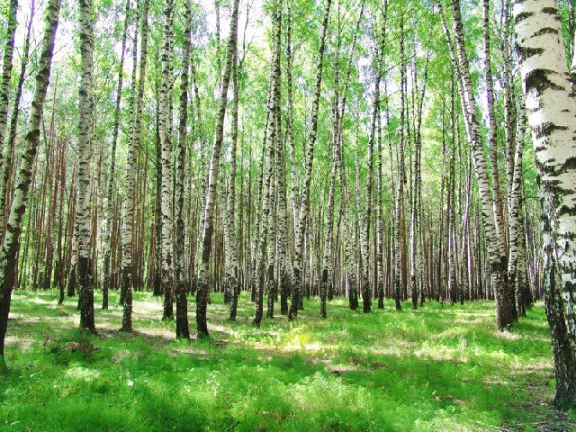 березовый лес россии фото
