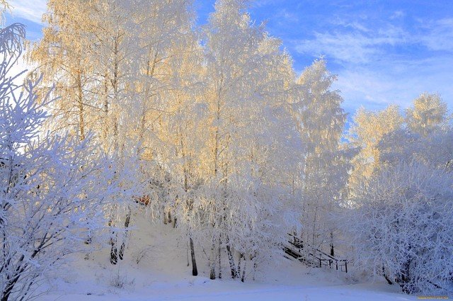 березовый зимний лес картинки фото