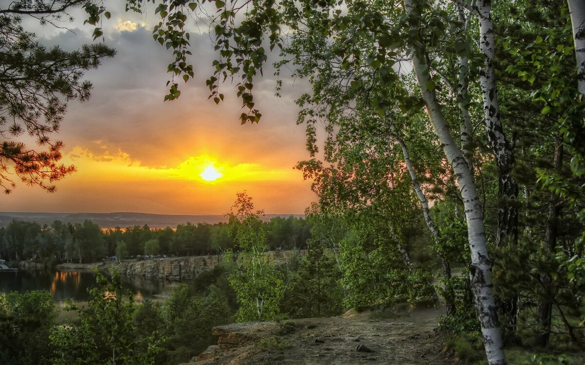 березы на закате фото