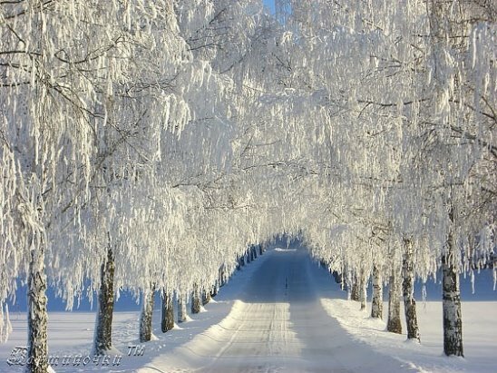 березы россия зима фото