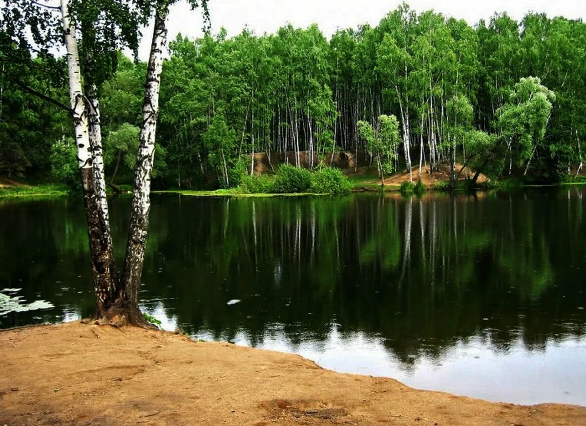 березы у озера фото