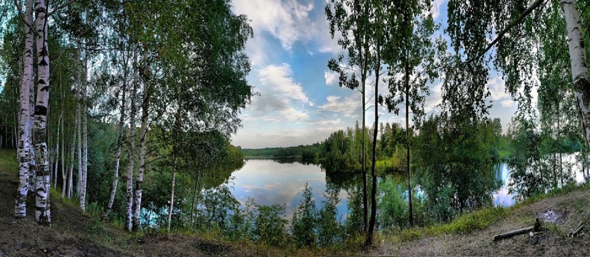 березы у озера фото