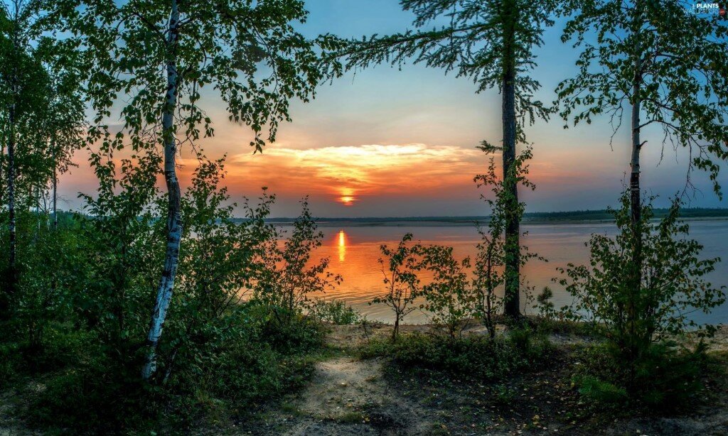 березы у озера на закате фото