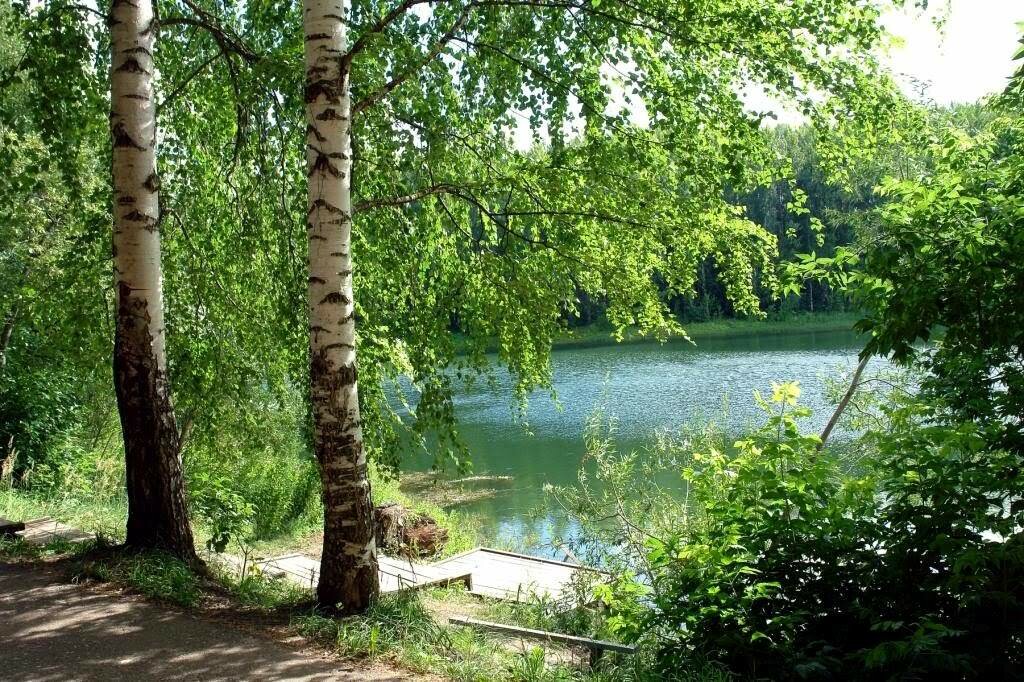 березы у воды фото