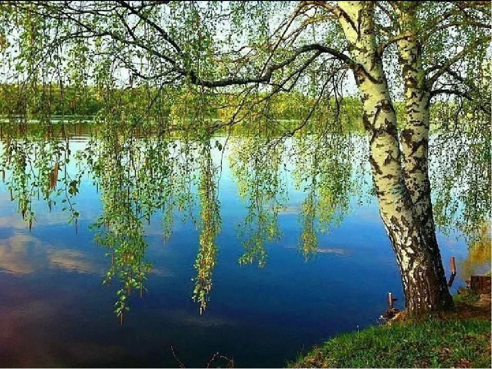 березы у воды фото