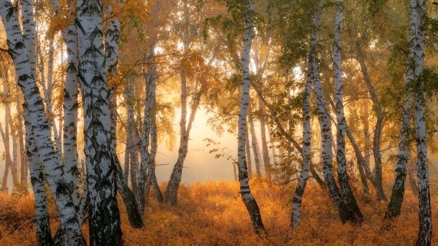 берёза осень туман фото