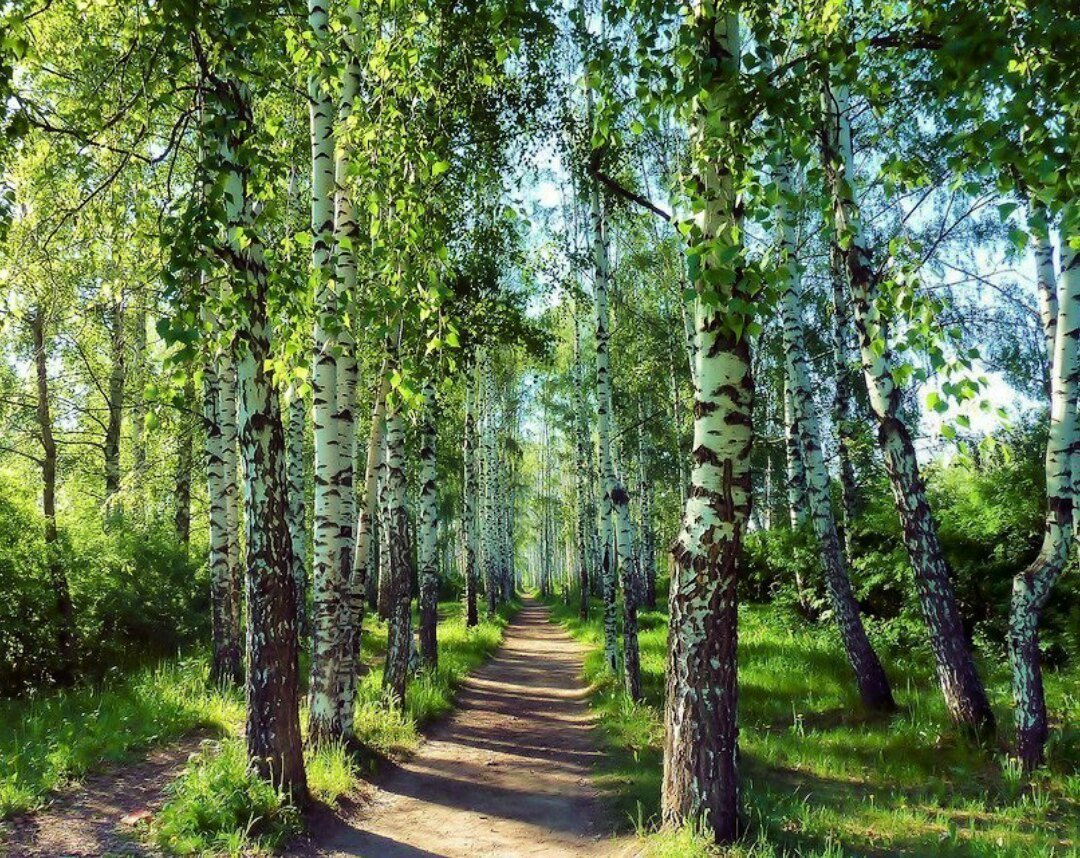 берёзки тропинка лес фото