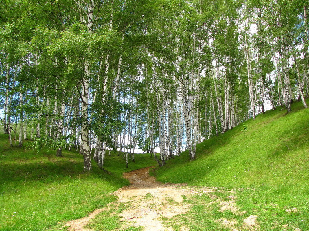 Берёзовая роща фото