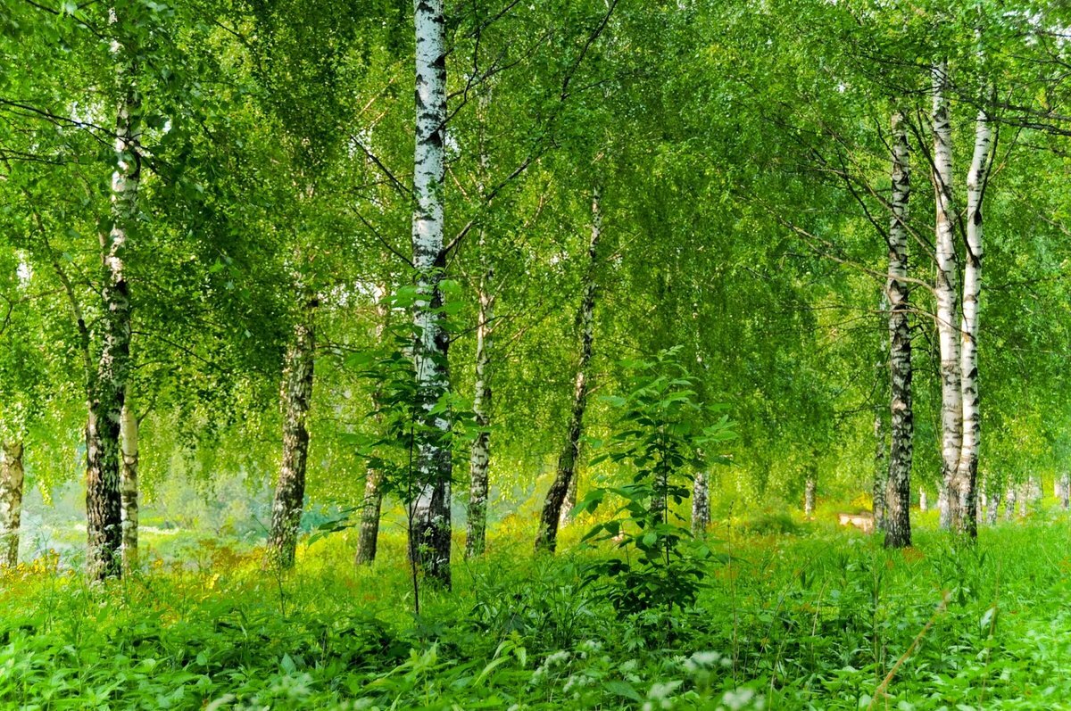 Берёзовая роща фото