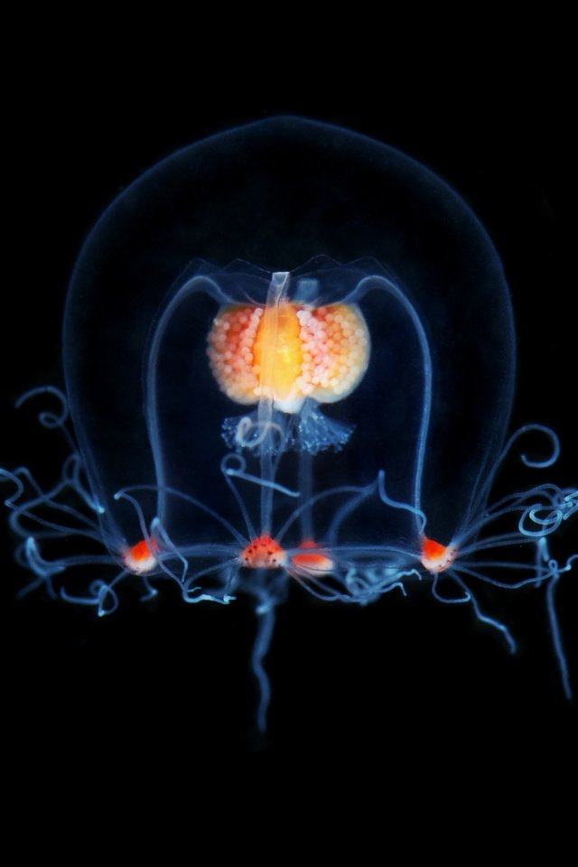 бессмертная медуза turritopsis фото