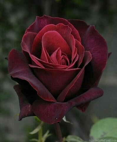 black baccara блэк баккара роза фото