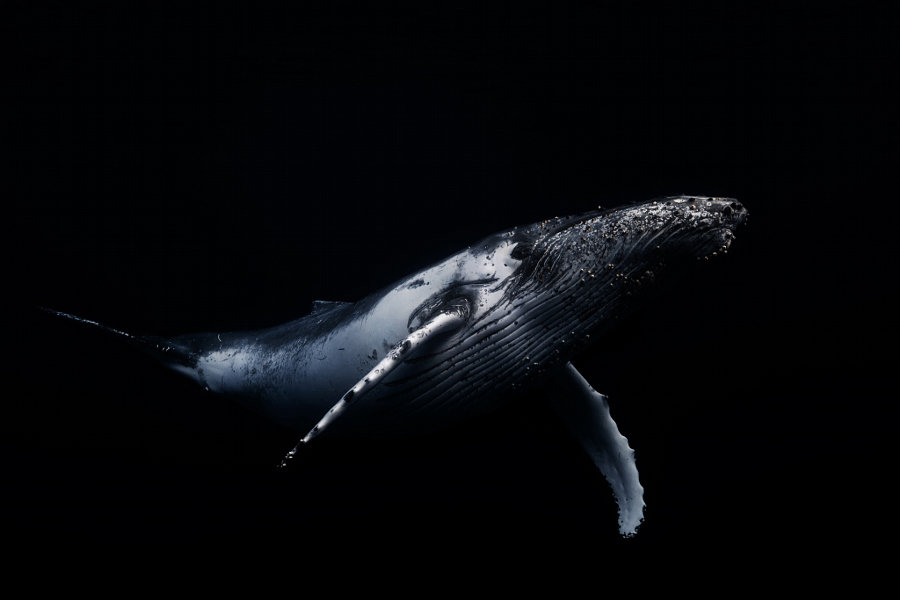 black whale фото