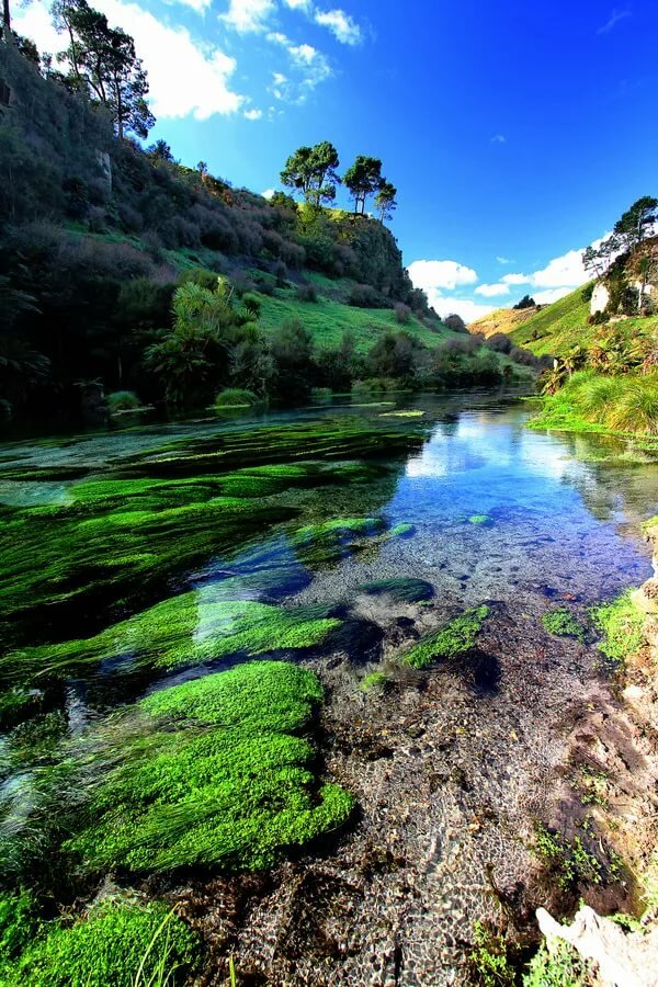 blue springs новая зеландия фото