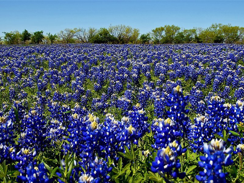 bluebonnet texas фото