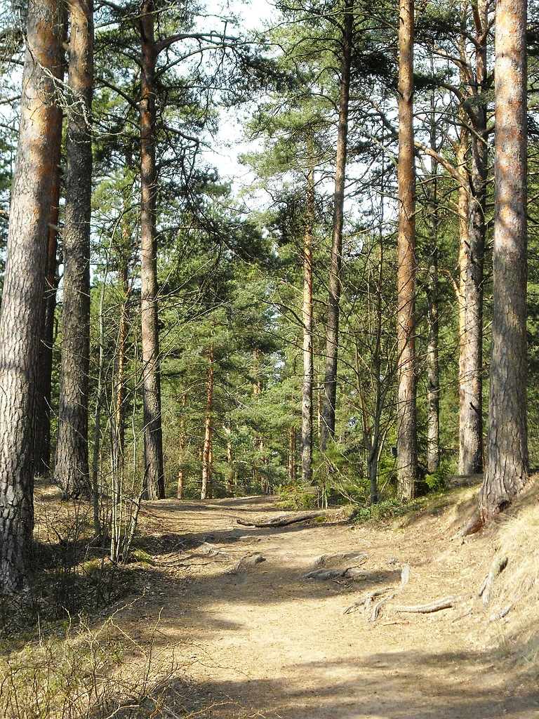 бор бузулукский фото