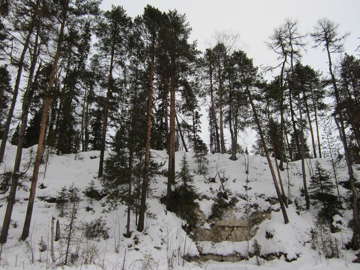 бор карагайский фото