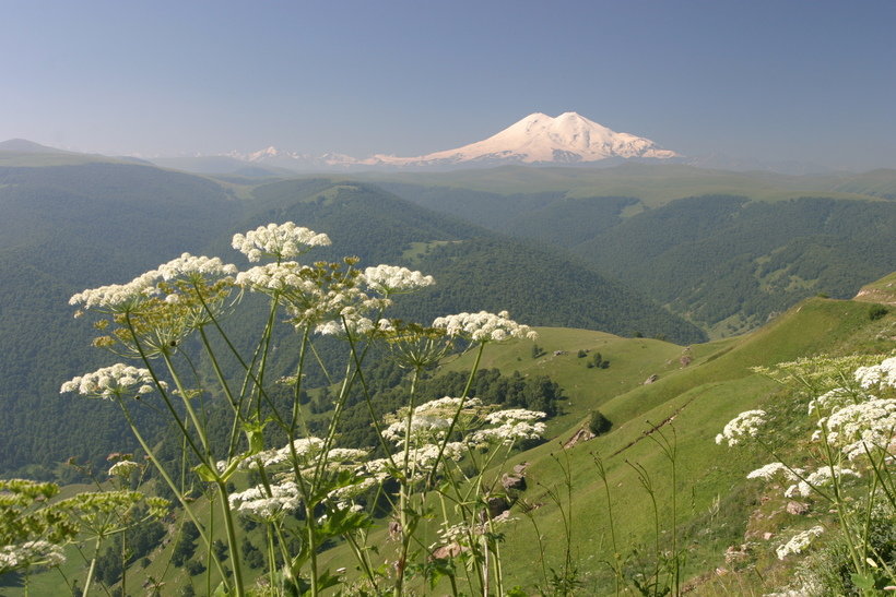 борщевик кавказский фото