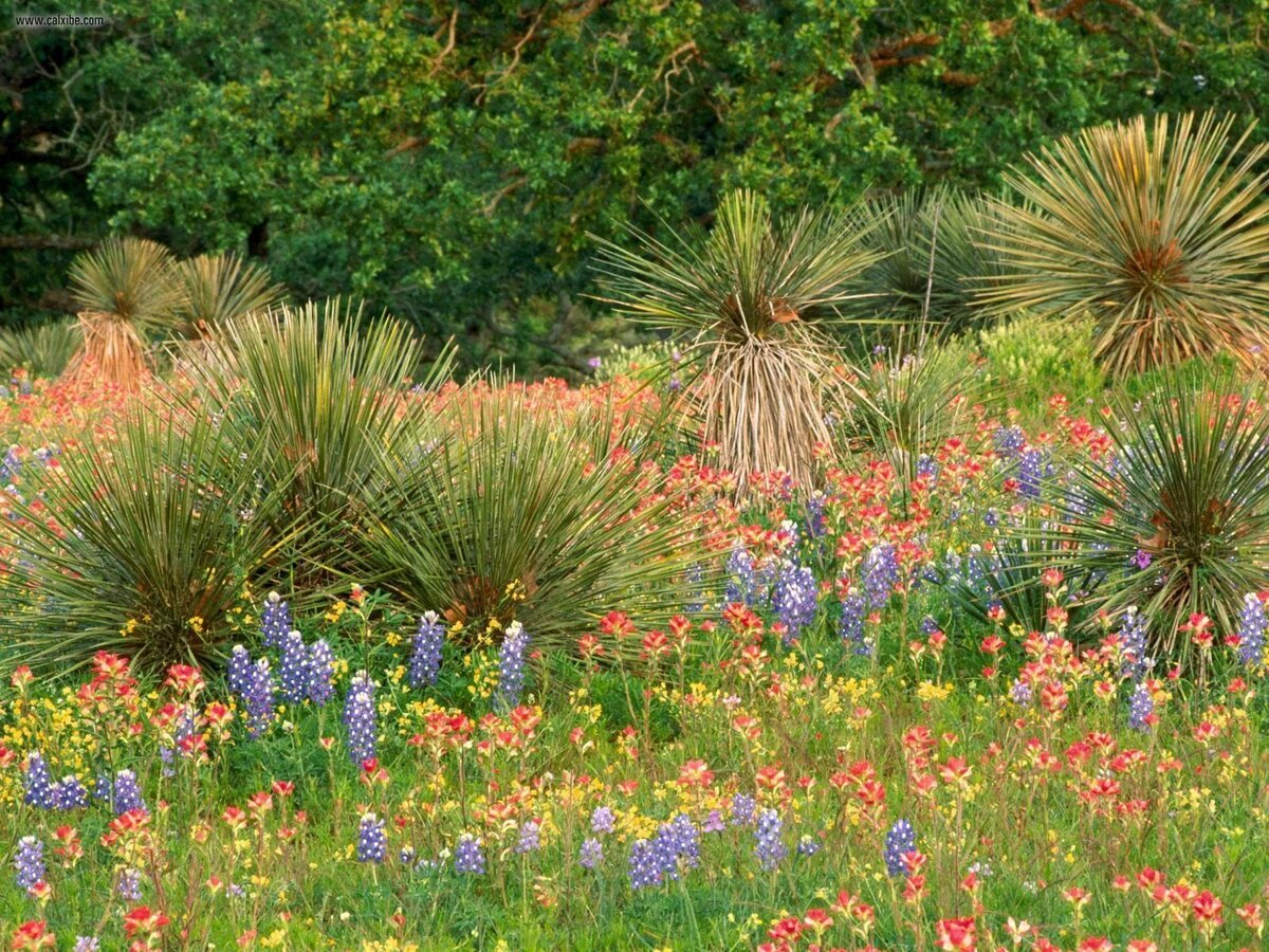 botanic garden фото