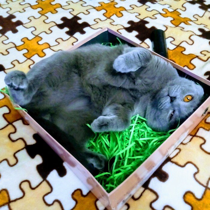 британская кошка с котятами фото