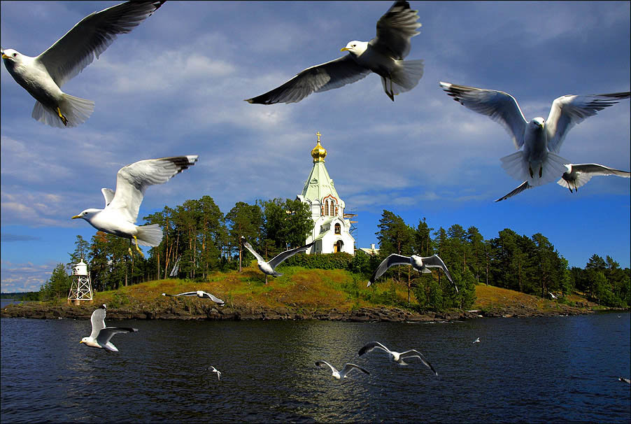 чайки на валааме фото