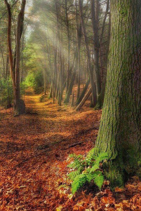 чаща леса осень фото