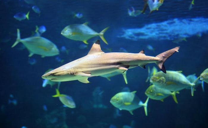чернопёрая акула carcharhinus limbatus фото