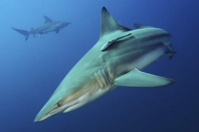 чернопёрая акула carcharhinus limbatus фото