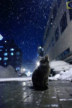 черный кот в снегу фото
