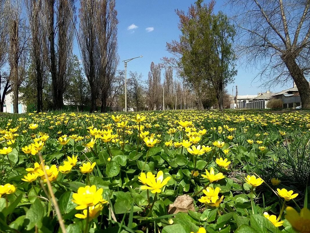 чистяк весенний фото