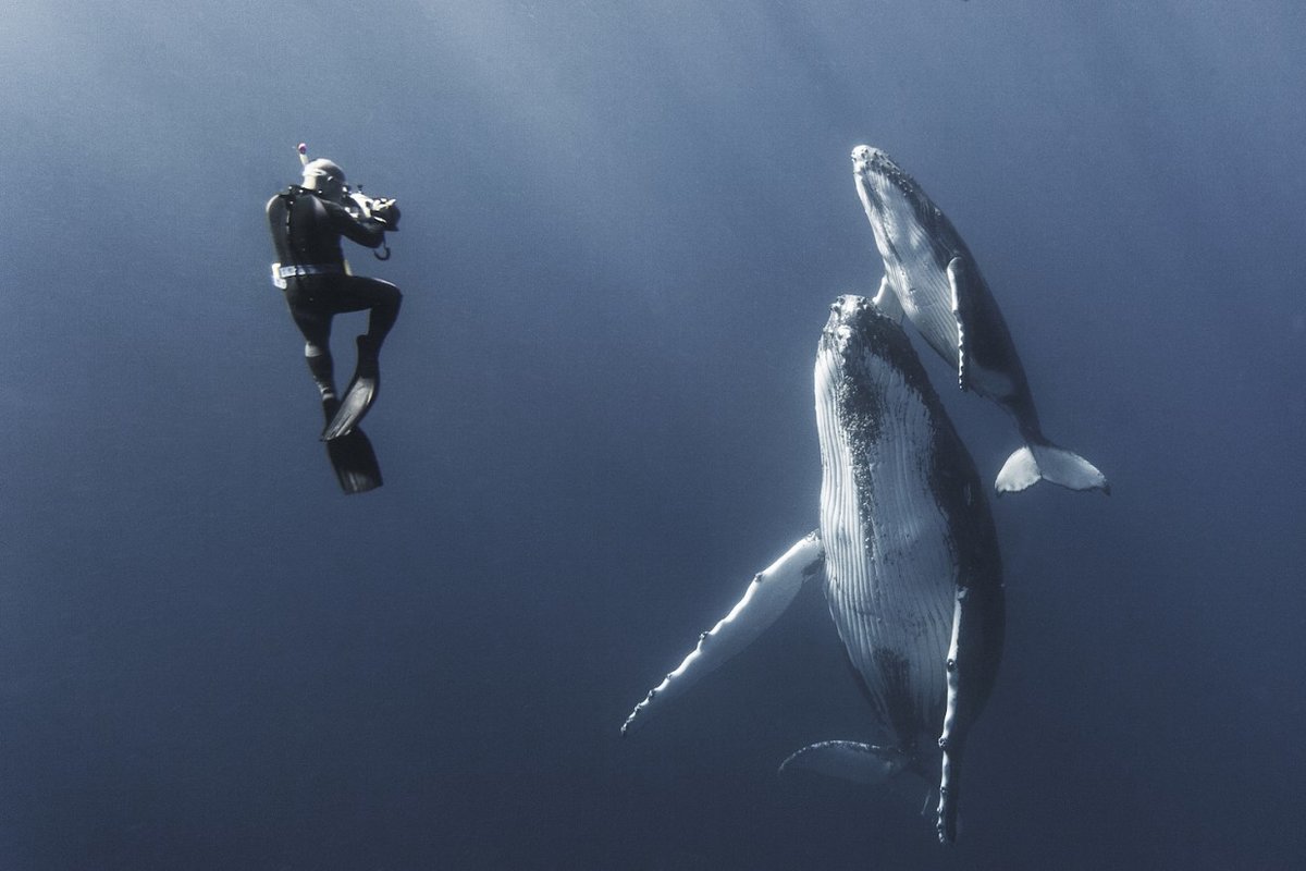 дайвер и кит фото