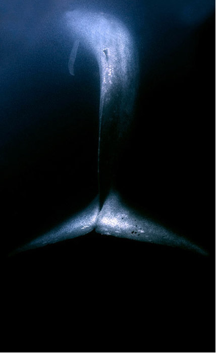dark water фото