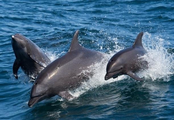 дельфины афалины tursiops truncatus фото