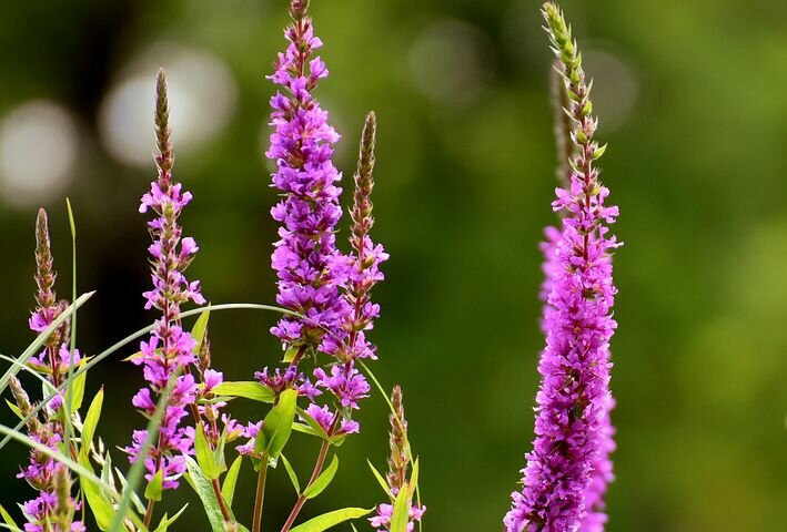 дербенник иволистный (lythrum salicaria `robert`) фото