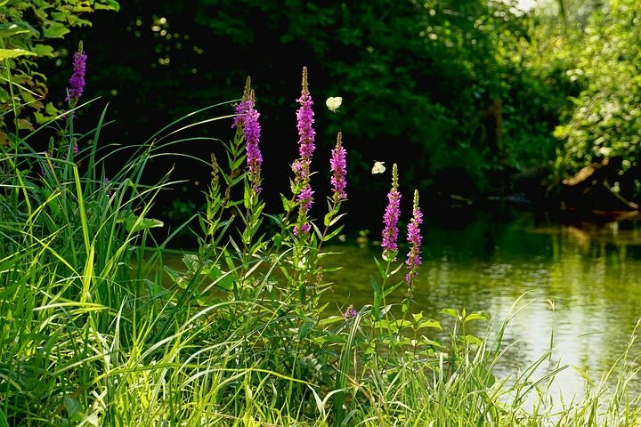 дербенник иволистный (lythrum salicaria) фото