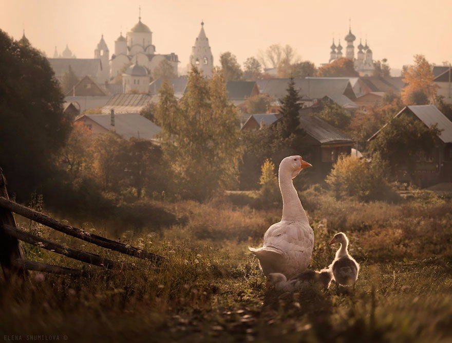 деревенские гуси фото