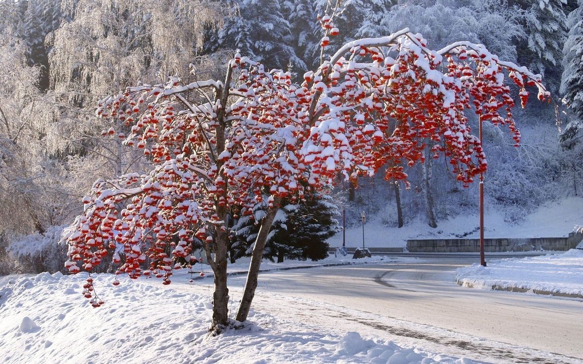 дерево рябина в снегу фото