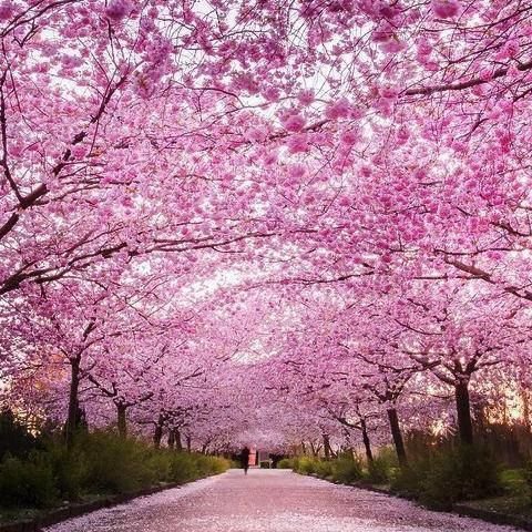 дерево сакура фото