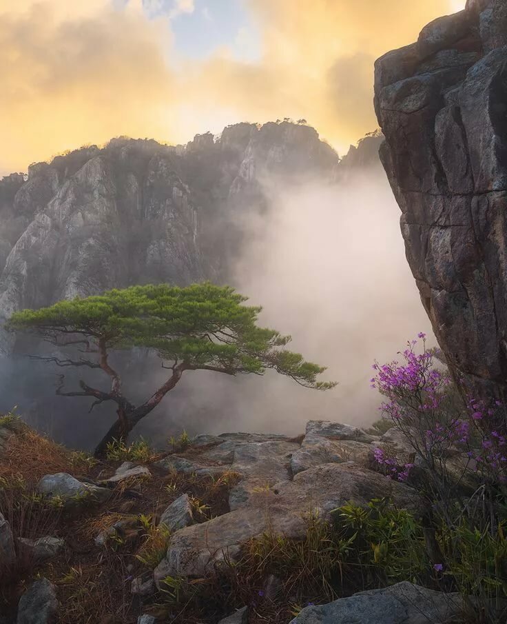 дерево туман скалы фото