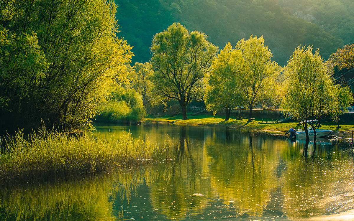 дерево у реки фото