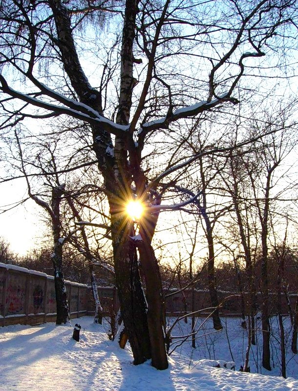 деревья зимой фото