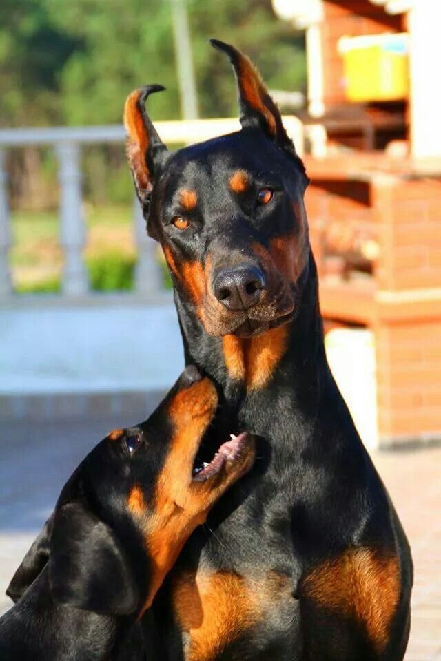 доберман серьезный фото