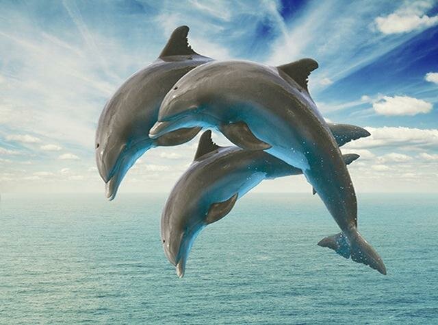 dolphin picture фото