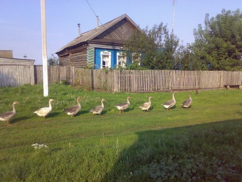 дом в деревне гуси фото