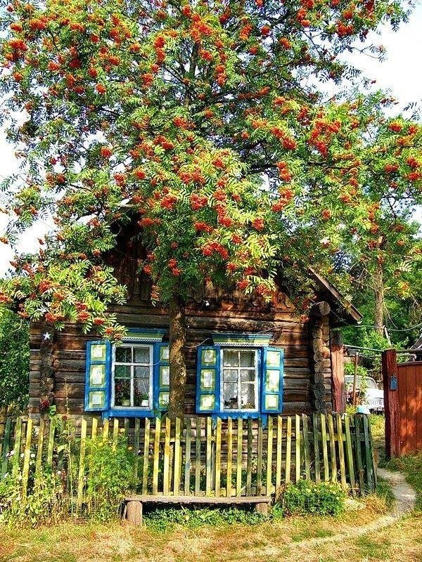 домик в деревне с рябиной фото