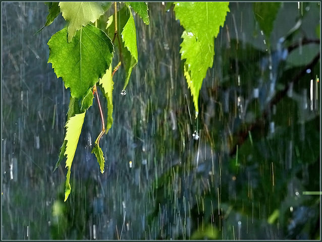 дождь весна фото